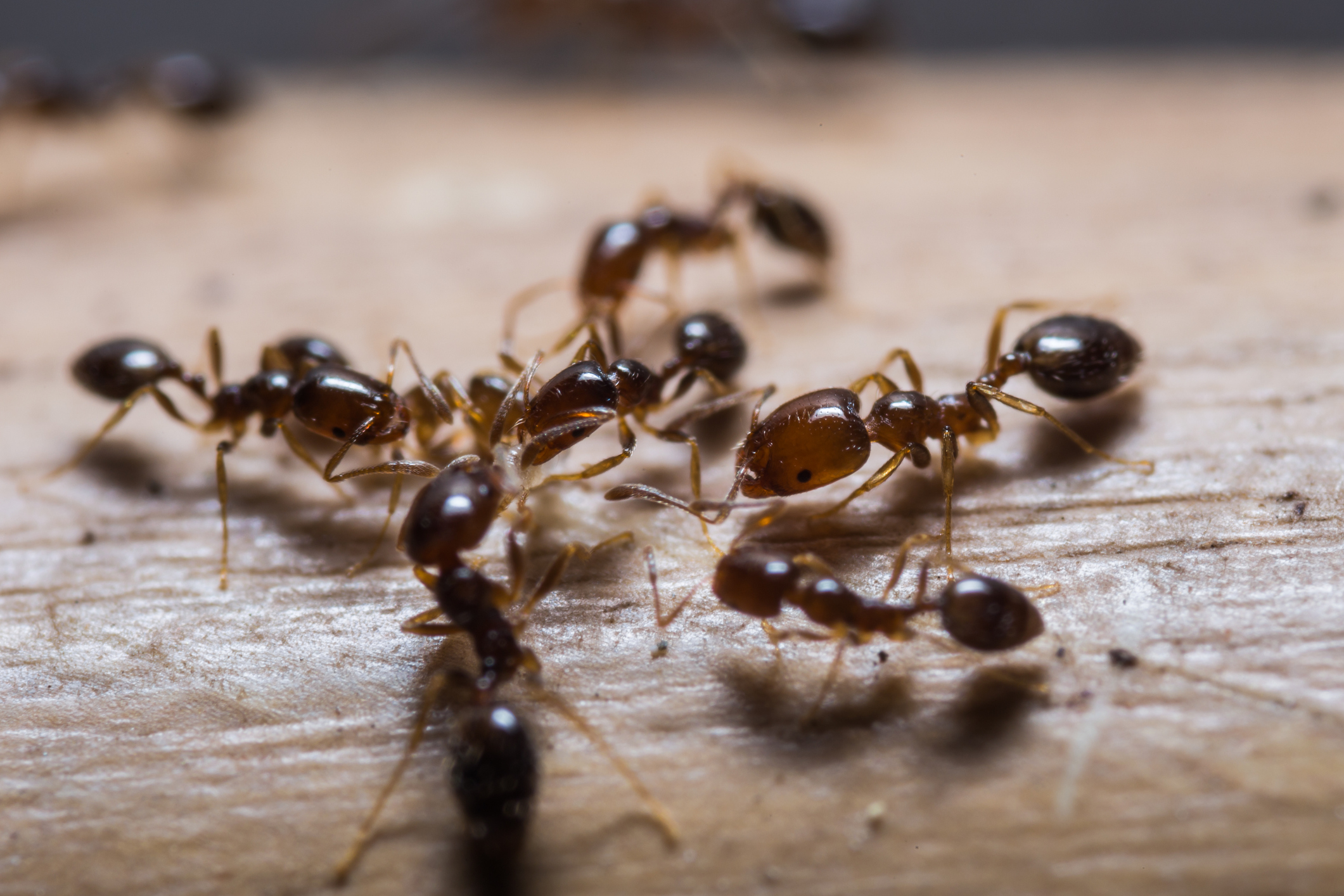 Cómo eliminar una plaga de hormigas